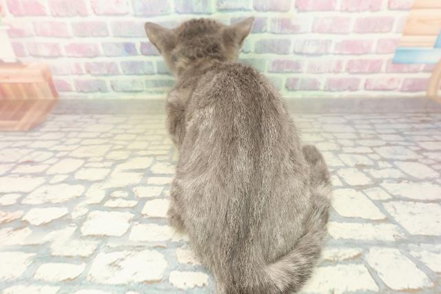 茨城県のマンチカン (Coo&RIKU牛久店/2025年7月29日生まれ/女の子/ブルータビー)の子猫の4枚目の画像