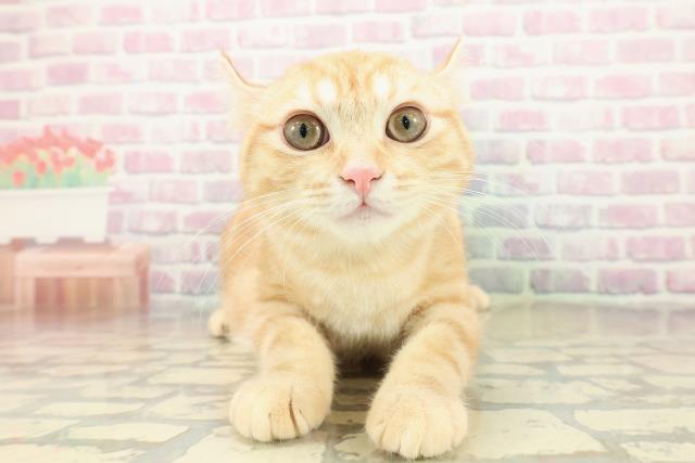 栃木県のキンカロー (Coo&RIKUFKDインターパーク店/2025年7月15日生まれ/男の子/レッドタビー)の子猫の1枚目の画像