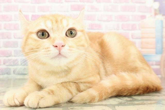 栃木県のキンカロー (Coo&RIKUFKDインターパーク店/2025年7月15日生まれ/男の子/レッドタビー)の子猫の2枚目の画像