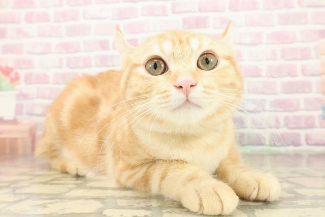 栃木県のキンカロー (Coo&RIKUFKDインターパーク店/2025年7月15日生まれ/男の子/レッドタビー)の子猫の3枚目の画像