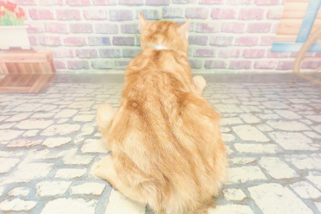 栃木県のキンカロー (Coo&RIKUFKDインターパーク店/2025年7月15日生まれ/男の子/レッドタビー)の子猫の4枚目の画像