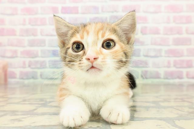 埼玉県のマンチカン (Coo&RIKU所沢店/2025年10月26日生まれ/女の子/キャリコ)の子猫の1枚目の画像