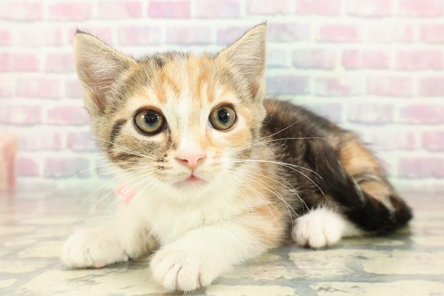 埼玉県のマンチカン (Coo&RIKU所沢店/2025年10月26日生まれ/女の子/キャリコ)の子猫の2枚目の画像