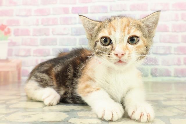 埼玉県のマンチカン (Coo&RIKU所沢店/2025年10月26日生まれ/女の子/キャリコ)の子猫の3枚目の画像