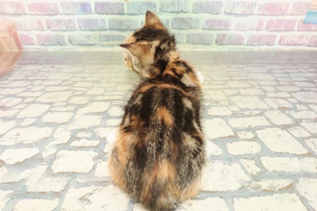 埼玉県のマンチカン (Coo&RIKU所沢店/2025年10月26日生まれ/女の子/キャリコ)の子猫の4枚目の画像