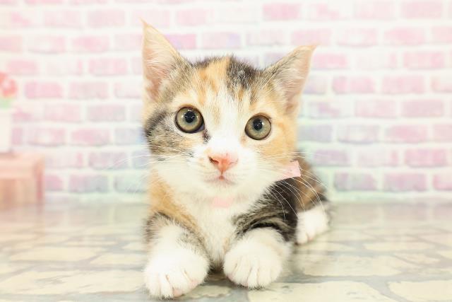 神奈川県のマンチカン (Coo&RIKU横浜旭店/2025年10月26日生まれ/女の子/キャリコ)の子猫の1枚目の画像