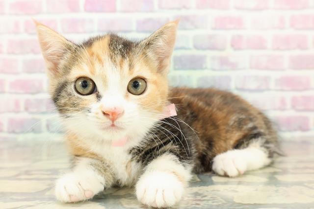 神奈川県のマンチカン (Coo&RIKU横浜旭店/2025年10月26日生まれ/女の子/キャリコ)の子猫の2枚目の画像