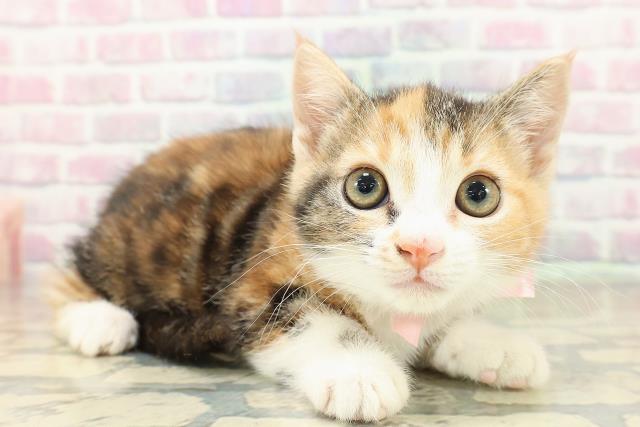 神奈川県のマンチカン (Coo&RIKU横浜旭店/2025年10月26日生まれ/女の子/キャリコ)の子猫の3枚目の画像