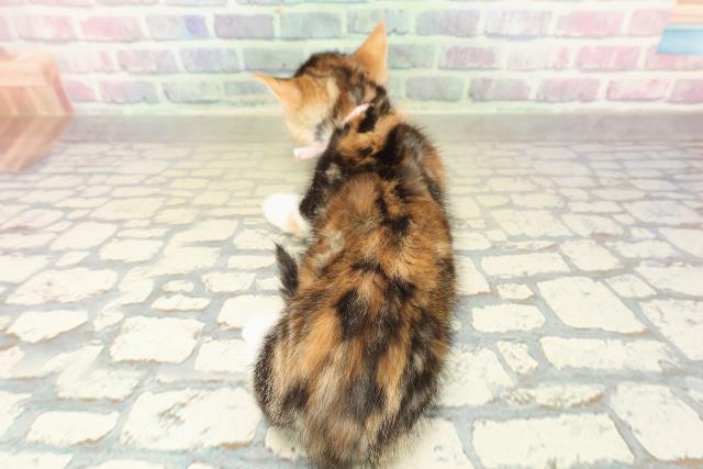 神奈川県のマンチカン (Coo&RIKU横浜旭店/2025年10月26日生まれ/女の子/キャリコ)の子猫の4枚目の画像