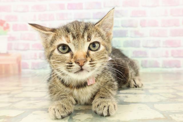 神奈川県のマンチカン (Coo&RIKU相模原店/2025年10月26日生まれ/女の子/ブラウンパッチドタビー)の子猫の1枚目の画像
