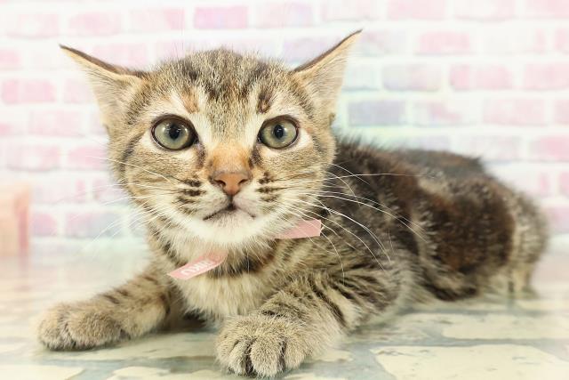 神奈川県のマンチカン (Coo&RIKU相模原店/2025年10月26日生まれ/女の子/ブラウンパッチドタビー)の子猫の2枚目の画像