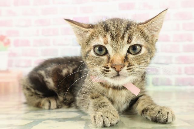 神奈川県のマンチカン (Coo&RIKU相模原店/2025年10月26日生まれ/女の子/ブラウンパッチドタビー)の子猫の3枚目の画像