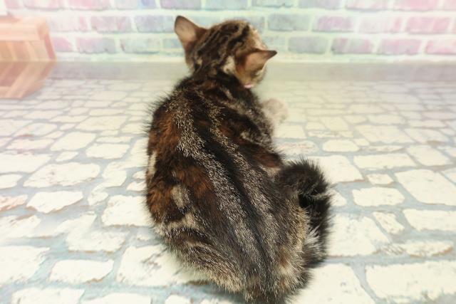 神奈川県のマンチカン (Coo&RIKU相模原店/2025年10月26日生まれ/女の子/ブラウンパッチドタビー)の子猫の4枚目の画像