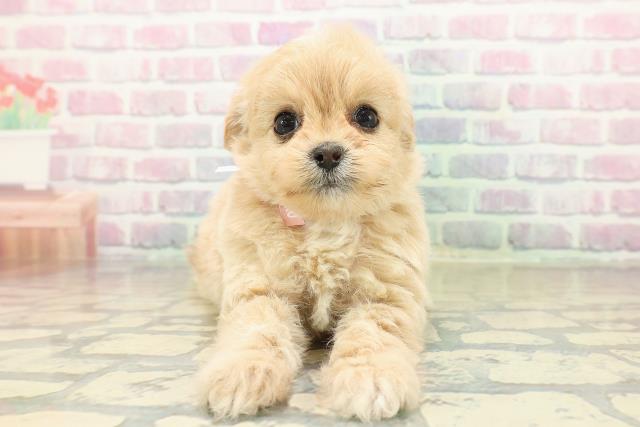 神奈川県のペキプー(ペキニーズ×プードル) (Coo&RIKU平塚店/2025年10月30日生まれ/女の子/クリーム)の子犬の1枚目の画像