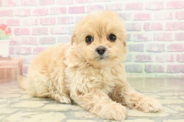 神奈川県のペキプー(ペキニーズ×プードル) (Coo&RIKU平塚店/2025年10月30日生まれ/女の子/クリーム)の子犬の3枚目の画像