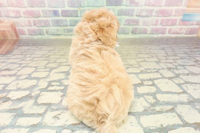 神奈川県のペキプー(ペキニーズ×プードル) (Coo&RIKU平塚店/2025年10月30日生まれ/女の子/クリーム)の子犬の4枚目の画像