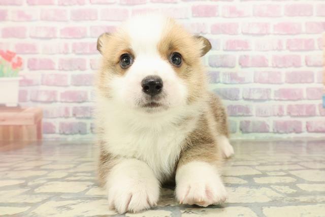 神奈川県のウェルシュコーギーペンブローク (Coo&RIKU横須賀店/2025年10月27日生まれ/男の子/レッドホワイト)の子犬の1枚目の画像