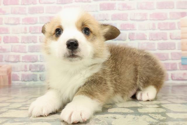 神奈川県のウェルシュコーギーペンブローク (Coo&RIKU横須賀店/2025年10月27日生まれ/男の子/レッドホワイト)の子犬の2枚目の画像