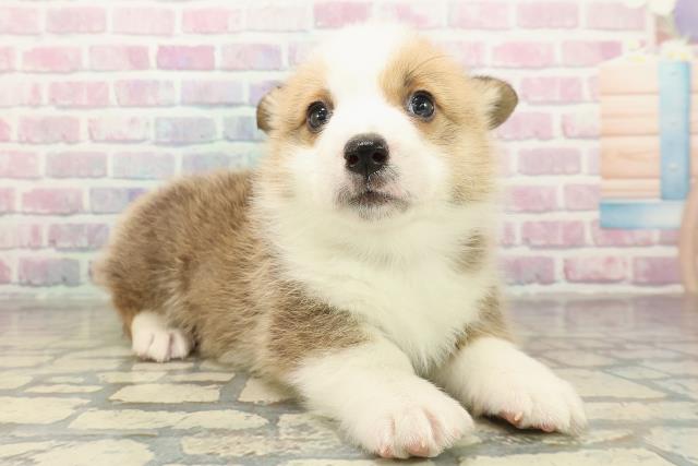 神奈川県のウェルシュコーギーペンブローク (Coo&RIKU横須賀店/2025年10月27日生まれ/男の子/レッドホワイト)の子犬の3枚目の画像