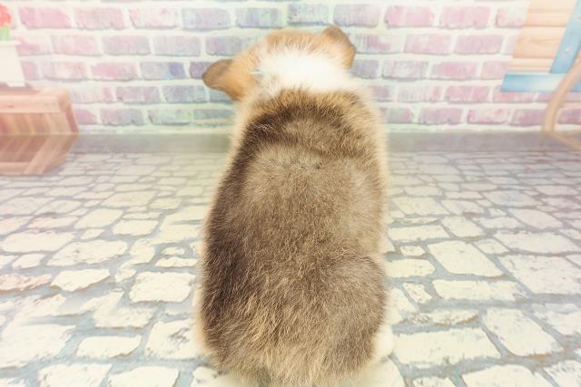 神奈川県のウェルシュコーギーペンブローク (Coo&RIKU横須賀店/2025年10月27日生まれ/男の子/レッドホワイト)の子犬の4枚目の画像