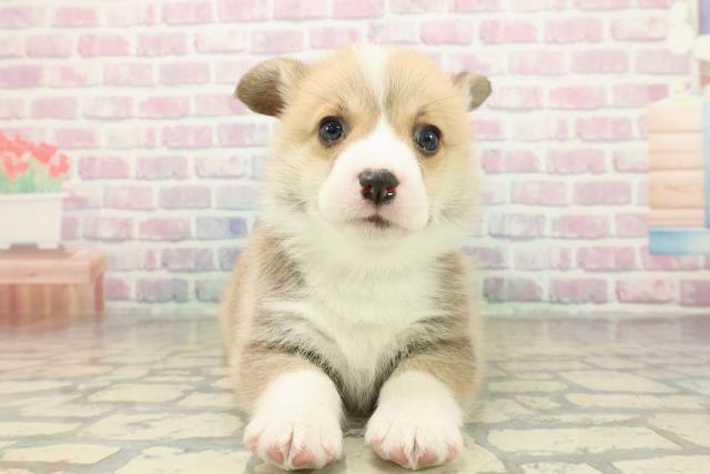 埼玉県のウェルシュコーギーペンブローク (Coo&RIKU所沢店/2025年10月30日生まれ/男の子/レッドホワイト)の子犬の1枚目の画像