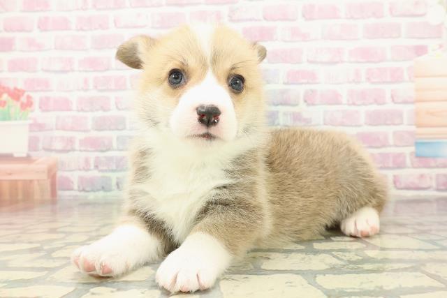 埼玉県のウェルシュコーギーペンブローク (Coo&RIKU所沢店/2025年10月30日生まれ/男の子/レッドホワイト)の子犬の2枚目の画像