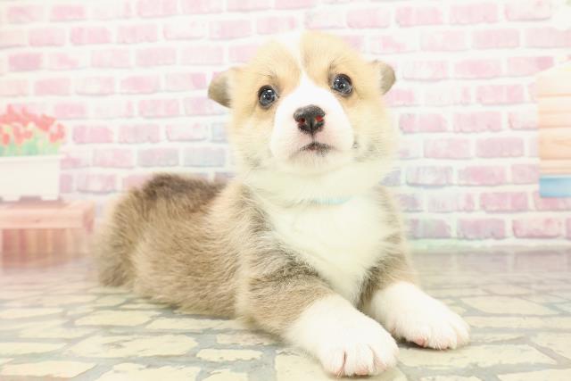 埼玉県のウェルシュコーギーペンブローク (Coo&RIKU所沢店/2025年10月30日生まれ/男の子/レッドホワイト)の子犬の3枚目の画像