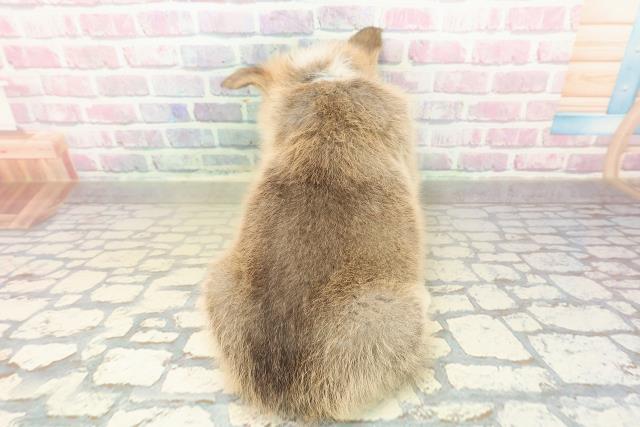 埼玉県のウェルシュコーギーペンブローク (Coo&RIKU所沢店/2025年10月30日生まれ/男の子/レッドホワイト)の子犬の4枚目の画像