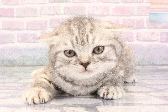 兵庫県のスコティッシュフォールド (Coo&RIKU三木店/2025年10月30日生まれ/男の子/ブルーシルバーマッカレルタビー)の子猫の1枚目の画像