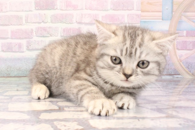 兵庫県のスコティッシュフォールド (Coo&RIKU三木店/2025年10月30日生まれ/男の子/ブルーシルバーマッカレルタビー)の子猫の2枚目の画像