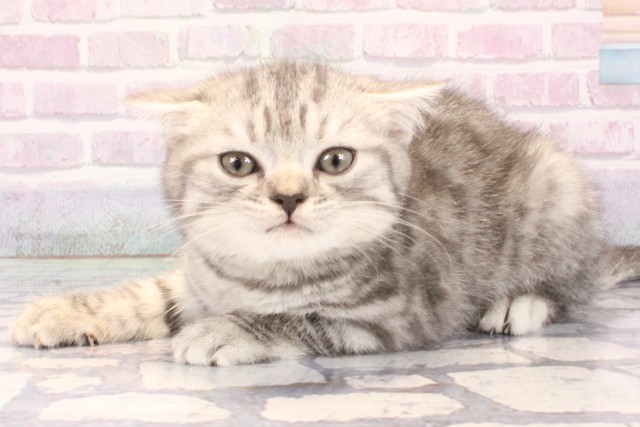 兵庫県のスコティッシュフォールド (Coo&RIKU三木店/2025年10月30日生まれ/男の子/ブルーシルバーマッカレルタビー)の子猫の3枚目の画像