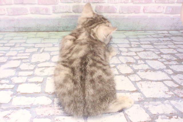 兵庫県のスコティッシュフォールド (Coo&RIKU三木店/2025年10月30日生まれ/男の子/ブルーシルバーマッカレルタビー)の子猫の4枚目の画像