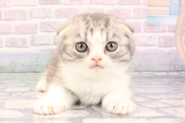 兵庫県のスコティッシュフォールド (Coo&RIKU神戸東灘店/2025年10月30日生まれ/男の子/ブルーシルバータビーホワイト)の子猫の1枚目の画像