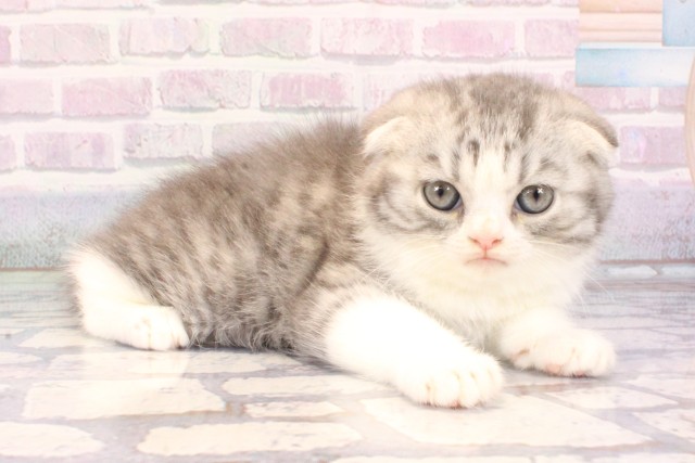兵庫県のスコティッシュフォールド (Coo&RIKU神戸東灘店/2025年10月30日生まれ/男の子/ブルーシルバータビーホワイト)の子猫の2枚目の画像