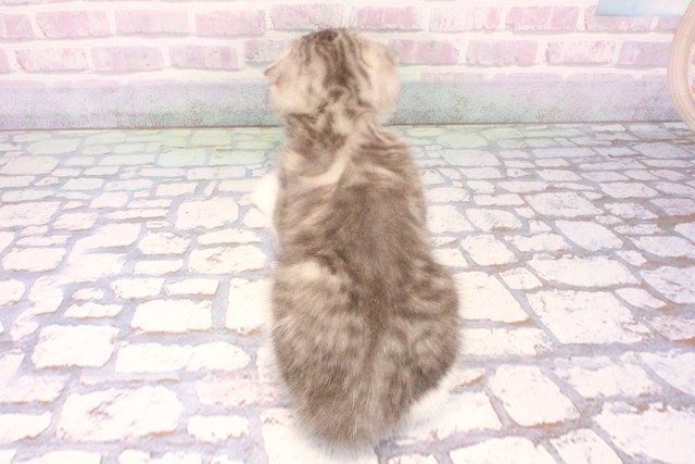 兵庫県のスコティッシュフォールド (Coo&RIKU神戸東灘店/2025年10月30日生まれ/男の子/ブルーシルバータビーホワイト)の子猫の4枚目の画像