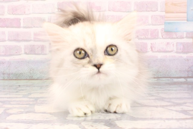 兵庫県のミヌエット (Coo&RIKU神戸東灘店/2025年10月25日生まれ/女の子/シルバーパッチドタビーホワイト)の子猫の1枚目の画像