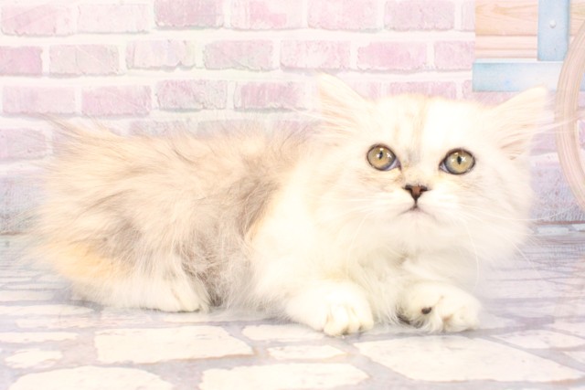 兵庫県のミヌエット (Coo&RIKU神戸東灘店/2025年10月25日生まれ/女の子/シルバーパッチドタビーホワイト)の子猫の2枚目の画像