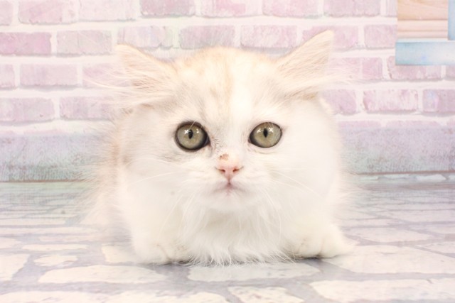 京都府のミヌエット (Coo&RIKU京都店/2025年10月25日生まれ/男の子/シルバーパッチドタビーホワイト)の子猫の1枚目の画像