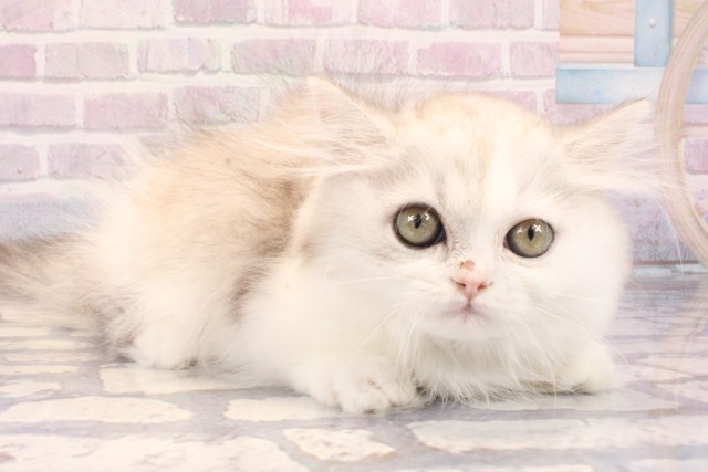 京都府のミヌエット (Coo&RIKU京都店/2025年10月25日生まれ/男の子/シルバーパッチドタビーホワイト)の子猫の2枚目の画像