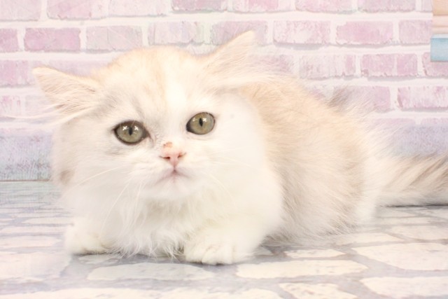 京都府のミヌエット (Coo&RIKU京都店/2025年10月25日生まれ/男の子/シルバーパッチドタビーホワイト)の子猫の3枚目の画像