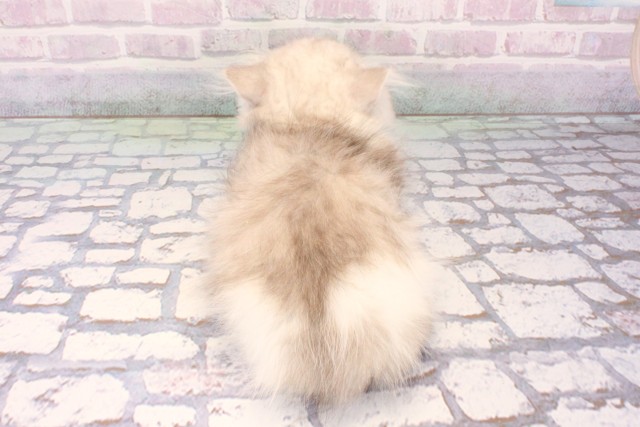 京都府のミヌエット (Coo&RIKU京都店/2025年10月25日生まれ/男の子/シルバーパッチドタビーホワイト)の子猫の4枚目の画像