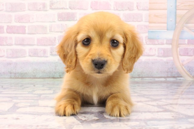 大阪府のミニチュアダックスフンド(ロング) (Coo&RIKU和泉店/2025年10月29日生まれ/女の子/ゴールド)の子犬の1枚目の画像