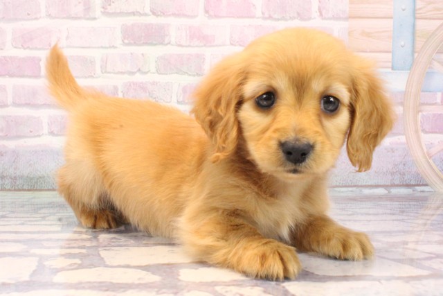 大阪府のミニチュアダックスフンド(ロング) (Coo&RIKU和泉店/2025年10月29日生まれ/女の子/ゴールド)の子犬の2枚目の画像