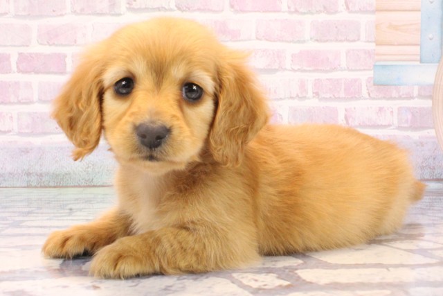 大阪府のミニチュアダックスフンド(ロング) (Coo&RIKU和泉店/2025年10月29日生まれ/女の子/ゴールド)の子犬の3枚目の画像