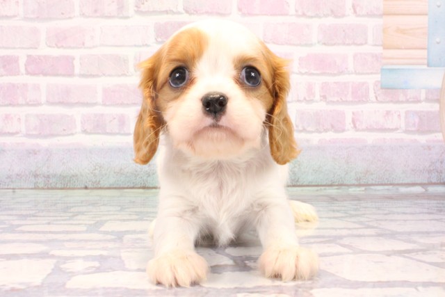 滋賀県のキャバリアキングチャールズスパニエル (Coo&RIKU長浜店/2025年10月29日生まれ/女の子/ブレンハイム)の子犬の1枚目の画像