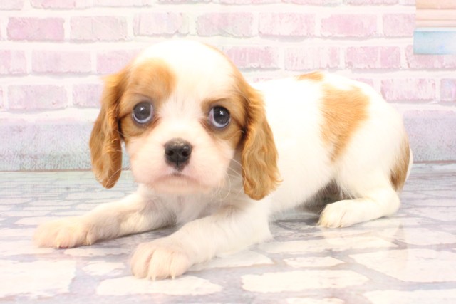 滋賀県のキャバリアキングチャールズスパニエル (Coo&RIKU長浜店/2025年10月29日生まれ/女の子/ブレンハイム)の子犬の3枚目の画像