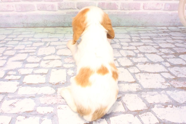 滋賀県のキャバリアキングチャールズスパニエル (Coo&RIKU長浜店/2025年10月29日生まれ/女の子/ブレンハイム)の子犬の4枚目の画像