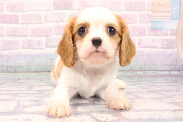 大阪府のキャバリアキングチャールズスパニエル (Coo&RIKU東大阪店/2025年10月29日生まれ/女の子/ブレンハイム)の子犬の1枚目の画像