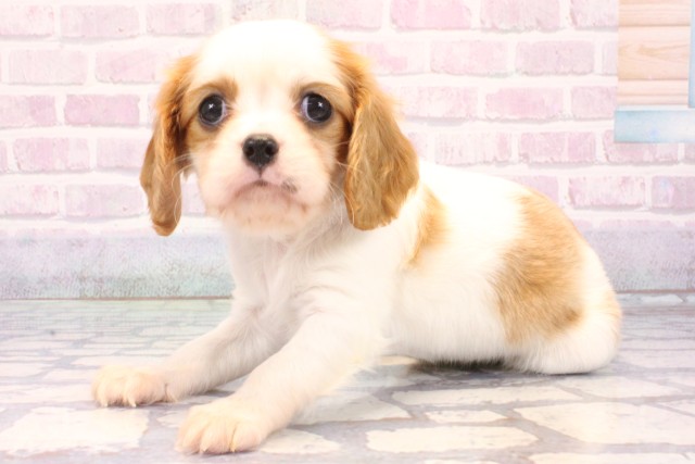 大阪府のキャバリアキングチャールズスパニエル (Coo&RIKU東大阪店/2025年10月29日生まれ/女の子/ブレンハイム)の子犬の3枚目の画像