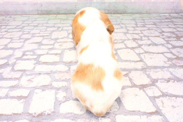 大阪府のキャバリアキングチャールズスパニエル (Coo&RIKU東大阪店/2025年10月29日生まれ/女の子/ブレンハイム)の子犬の4枚目の画像